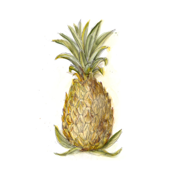 Sansibar Home Leinwandbild Pineapple Sketch I Von Ethan Harper Wayfair De